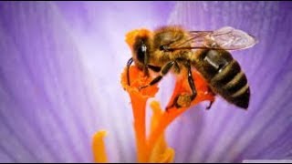 ការប្រមូលផលលំអងឃ្មុំ-How to Harvest Honeybee Pollen/Pollen Harvest in Cambodia/Khmer beekeeping