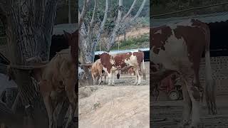 Record the daily life of cattle breeders Came 76