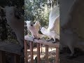 cockatoo fight