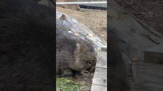 ミニトンネルをくぐり抜けるかと思われたウォンバットのフクちゃん🐨(wombat Fuku/Satsukiyama Zoo)