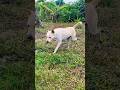 Cute dog running