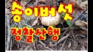 송이버섯 정찰 산행 야산에도 송이 버섯이 있을까? 가까운 산으로 다녀왔습니다