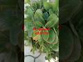 Kalanchoe plant grow in the soil/ How to grow kalanchoe plant # shorts