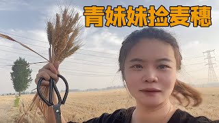 青妹帮朋友收集麦穗，婆婆上街买鸡崽回来养，到家却闹情绪不开心【青妹妹】