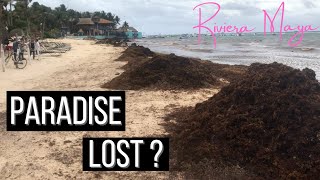 How to Avoid the Seaweed Nightmare Destroying Mexico’s Beaches | Cancun, Playa \u0026 Tulum