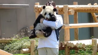 バイバーイ❤ 飼育員さんが迎えにきたよ❤ 屋内に移動しまーす🐼 パンダの赤ちゃん🐼 #彩浜🌈 #アドベンチャーワールド🐼