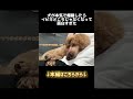 犬の寝相ってこんなに面白いの？ いびき 寝言 愛犬 犬のいる生活 いぬのいる生活 犬 toypoodle トイプードル デカプー