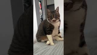 The strange noise #cat #cats #fypシ #foryou #foryoupage #funny #funnycat