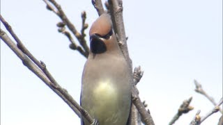 【特集】生き物大好き記者が追う！今回のテーマは「春到来！ゆく鳥・くる鳥　岡山で越冬した野鳥たち」