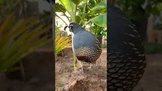 Beautiful Californian Quail #shorts #shortvideo #quail