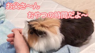 モルモット【寝ているお父さんにオヤツを催促するぷいぷい】Puipui that tells you when it's time for a snack