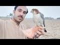 Falconry And Hunting With Red Headed Merlin || Raptors Today