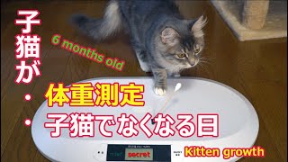 【猫癒し】生後半年の子猫の体重を計測！今日からミーナは子猫（キトン）ではなくジュニア（若年期）と呼ばれる～ 生後6ヶ月のサイベリアンのミーナ