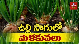 Onion Crop Cultivation Guide | Onion Farming | hmtv Agri