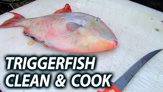 Triggerfish Clean and Cook