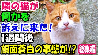 隣の猫が家にやってきて必死に何かを訴えるように膝に乗ってきた。1週間後、隣のお婆さんの話に顔面蒼白【猫の不思議な話】【総集編】