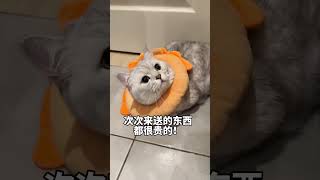 #张嘟嘟 #银渐层 #萌宠 #粤语 我只是小猫咪我怎么会到处说呢!!!