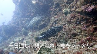 Diving Vlog 館山 西川名 202501b【4K】一日通して弱い流れに魚もマッタリ