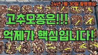 고추모종은 억제가 핵심입니다!! 고추모종 잘 기르는 방법!!! 1나무 1근 수확하는 고추파종!! 고추 농사 잘짓는법!!