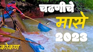 चढणीचे मासे 2023 | कोकणात पहिल्या पावसाचे मासे?? किती मिळाले ?? Kokan Vlog #fishing