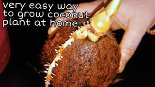 Grow coconut plant at home| easy step