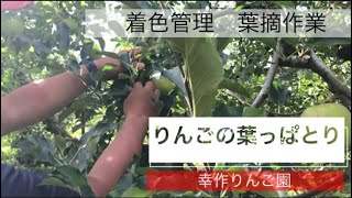 【りんごの葉っぱとり】着色管理葉摘作業/全て手作業で行います