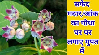 सफेद आक मदार का पौधा घर पर कब और कैसे लगाए बिलकुल फ्री में//How to grow madar plant cutting or care