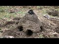 【原始的】炭作りに挑戦！【primitive technology 】