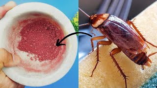 How To Get Rid Of Roaches In Your Home With Mosquito Coils Powdered