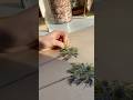 The process of turning palm trees into a colored pencil drawing🌴✨✍️🎨