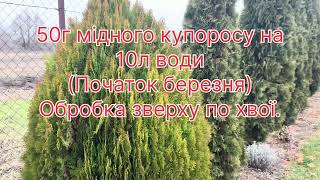 Найпростіший спосіб догляду за хвойними.