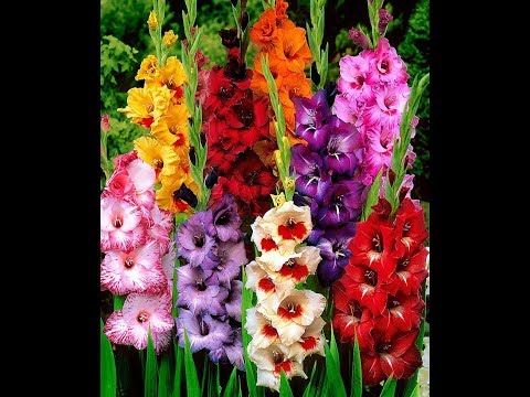 HOW TO PLANT, GROW, AND CARE FOR DELPHINIUM FLOWERS - BY HAPPY TWIRL HOW TO PLANT, GROW, AND CARE FOR DELPHINIUM FLOWERS - BY HAPPY TWIRL