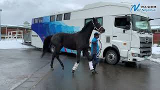 有馬好走のキズナ産駒　ディープボンド帰還　日本海新聞