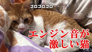 激しいゴロゴロ音を奏でる猫【みそまる】【ASMR 音フェチ】※イヤホン推奨