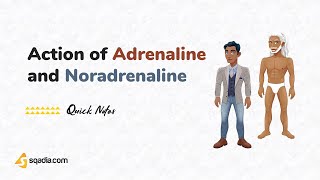 Mechanism of Action of Adrenaline and Noradrenaline | Physiology for Medical Students | sqadia.com