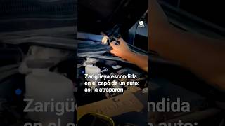 Hallan una zarigüeya escondida en el capó de un auto