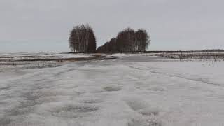 Ворон 160311 1 на березе за Кисьвой Посадка ОП 1