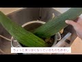 ヘチマたわし一本作りに挑戦！！ 無農薬栽培 畑づくり 畑セラピスト 家庭菜園 ヘチマタワシ ヘチマ栽培