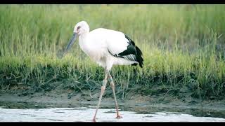 Living together alongside the Oriental White Storks