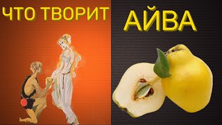 АЙВА - ПЛОД РАЗДОРА. ПОЛЕЗНЫЕ СВОЙСТВА.