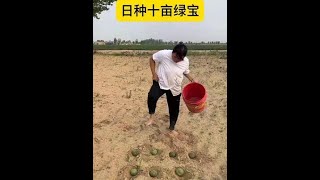 日种十亩绿宝，就是有点费脚#看一遍笑一遍 #小华吖