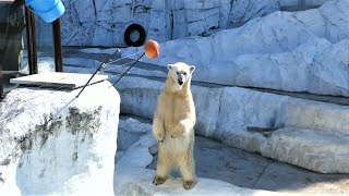 20221110 上野動物園　ホッキョクグマ　プールに投げ込まれたエサを食べに行くデア　ポリタンクのエサを食べるイコロ