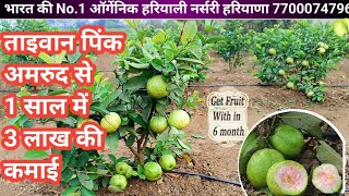 316.Taiwan pink guava farming. ताइवान पिंक अमरूद की खेती करके हो जाओ मालामाल