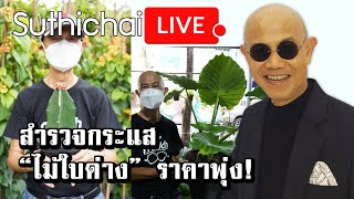 สำรวจกระแส “ไม้ใบด่าง” ราคาพุ่ง!  : Suthichai live 11/9/2564