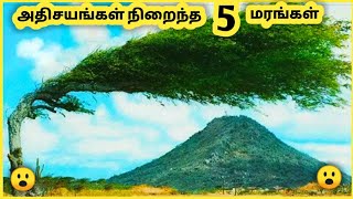 மிகவும் ஆச்சரியமான மரங்கள் || Five Amazing Trees || Galatta Info Share