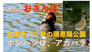 紅葉進む井の頭恩賜公園でホシハジロとか・本日のおっさんぽ