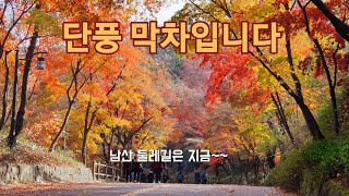 [일상]남산둘레길 산책, 단풍절정 지금 가야합니다/이번주가 단풍구경 막차입니다