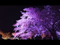 4k 60 🌸naked桜🌸 新宿御苑の桜ライトアップ shinjuku gyoen cherry blossoms light up tokyo japan