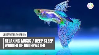 Underwater Aquarium Fish  🐠  | Relaxing Music Video | Deep Sleep | Wonders of Underwater