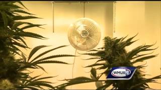 Cultivation center provides cannabis to Dover dispensary